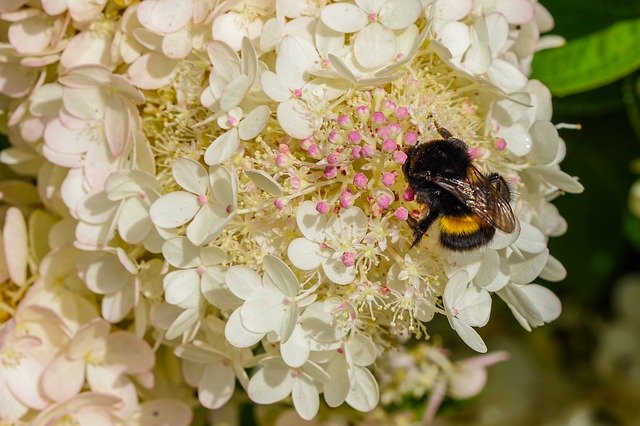 Download gratuito di Bumble-Bee September Hydrangea: foto o immagini gratuite da modificare con l'editor di immagini online GIMP