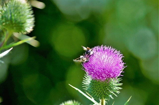 Free download Bumblebees Mating Thorn -  free photo or picture to be edited with GIMP online image editor