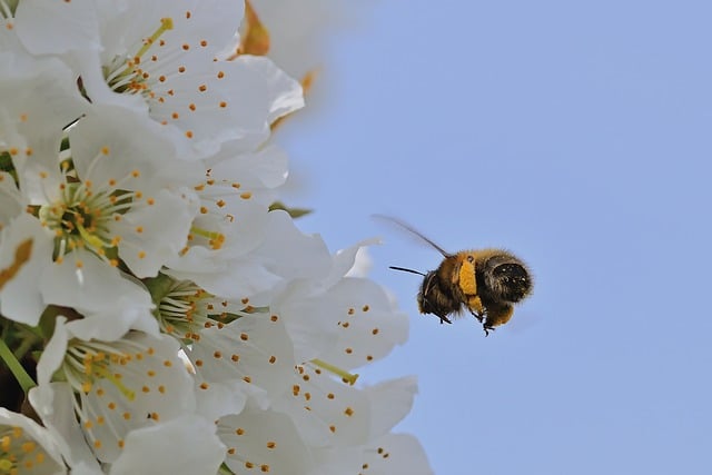 Free download bumblebee white flowers pollination free picture to be edited with GIMP free online image editor