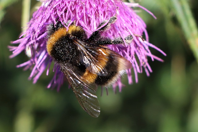 Free download bumblebee wings flowers pollination free picture to be edited with GIMP free online image editor