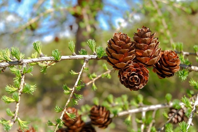 Free download bumps branch larch spring nature free picture to be edited with GIMP free online image editor