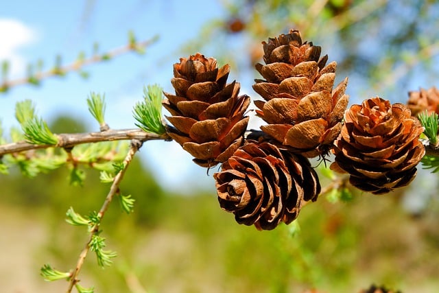 Free download bumps larch tree branch needles free picture to be edited with GIMP free online image editor