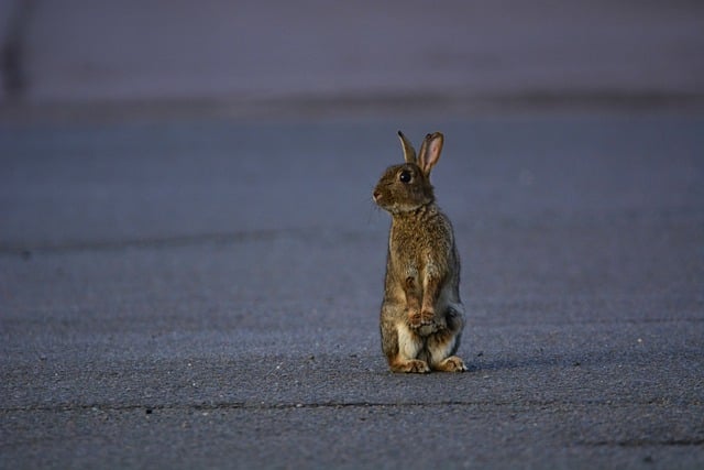 Free download bunny hare mammal road animal free picture to be edited with GIMP free online image editor