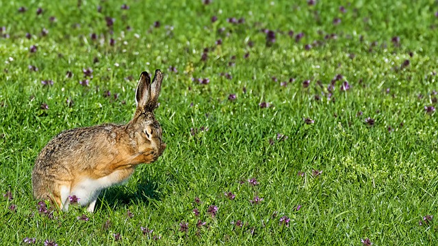 Free download bunny rabbit hare flowers green free picture to be edited with GIMP free online image editor