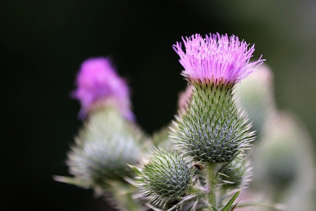 Free download burdock arctium lappa plant flower free picture to be edited with GIMP free online image editor