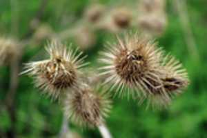 Free download Burdock Hooks free photo or picture to be edited with GIMP online image editor