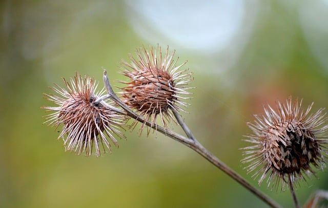 Free download burdock nature plant arctium slug free picture to be edited with GIMP free online image editor