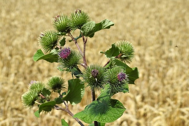 Free download burdock plant nature composites free picture to be edited with GIMP free online image editor