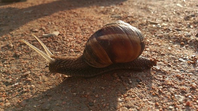 Free download Burgundy Snail Helix Pomatia -  free photo or picture to be edited with GIMP online image editor