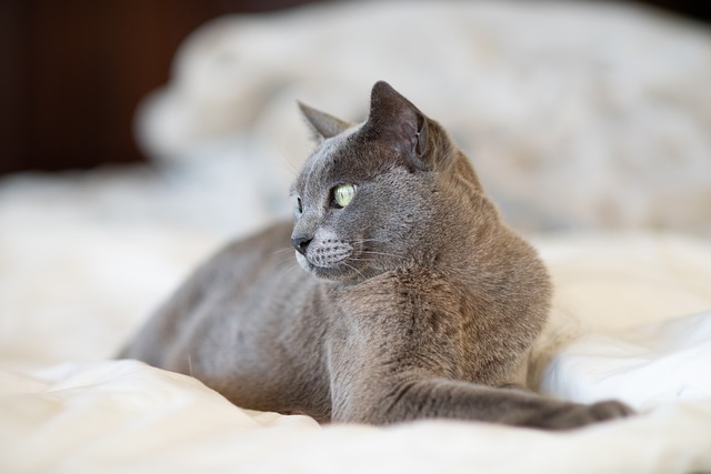 Free download burmese cat pet feline animal free picture to be edited with GIMP free online image editor