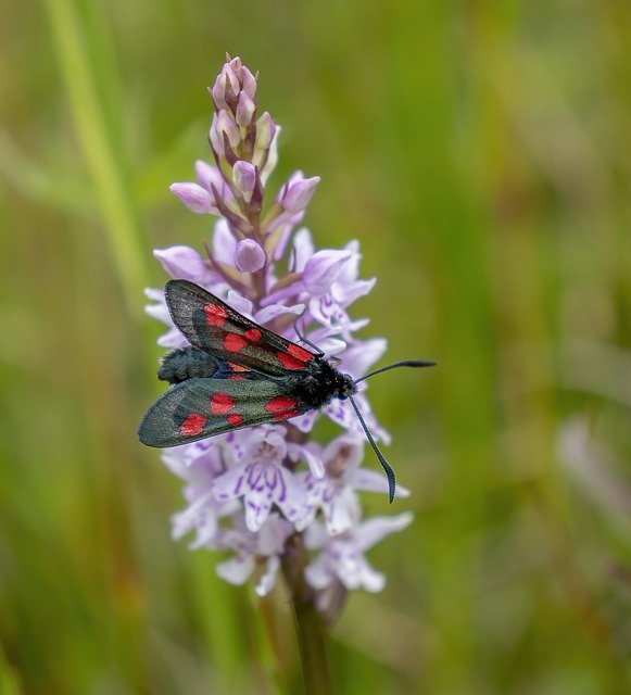 Free download Burnet Moth Insect -  free photo or picture to be edited with GIMP online image editor