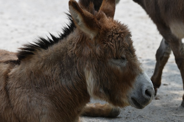 Free download burro donkey mu mule livestock free picture to be edited with GIMP free online image editor