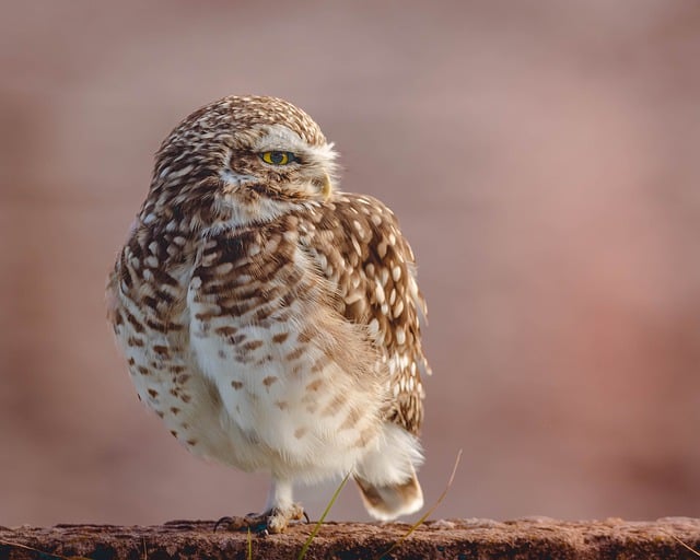 Free download burrowing owl owl wild birds birds free picture to be edited with GIMP free online image editor