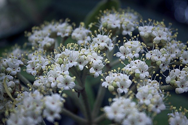 Free download Bush Blossom Bloom -  free photo or picture to be edited with GIMP online image editor