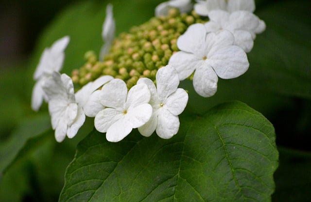 Free download bush plant flower hedge blossoms free picture to be edited with GIMP free online image editor