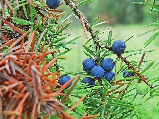 Free download Bush Sloes Nature -  free photo or picture to be edited with GIMP online image editor