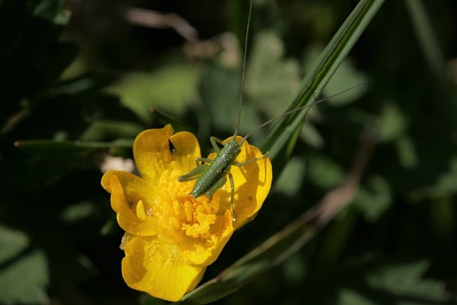 Free download buttercup blossom bloom hay horse free picture to be edited with GIMP free online image editor