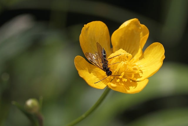 Free download buttercup blossom bloom wasp free picture to be edited with GIMP free online image editor