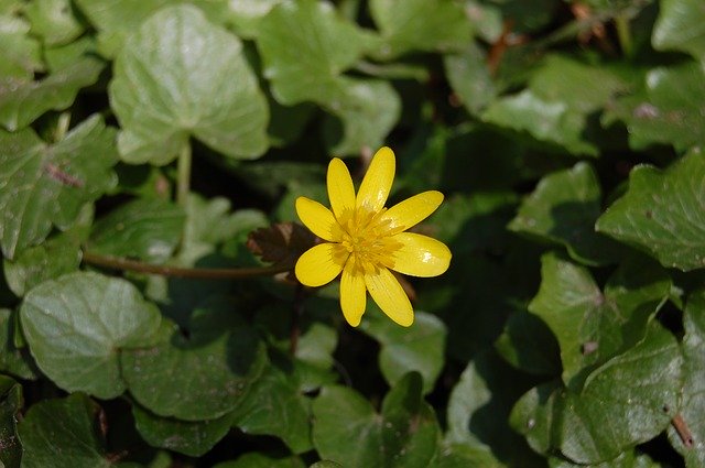 Free download Buttercup Flower Yellow -  free photo or picture to be edited with GIMP online image editor