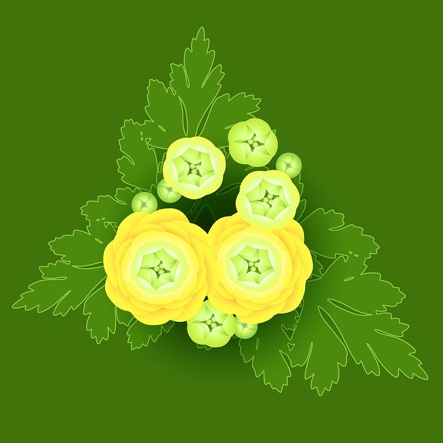 Free download Buttercup Ranunculus Globe Flower free illustration to be edited with GIMP online image editor