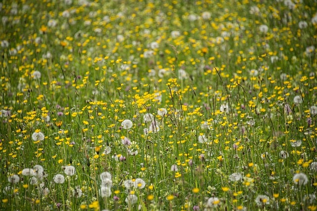 Free download buttercups dandelions flower meadow free picture to be edited with GIMP free online image editor