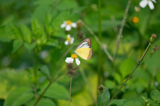 Free download Butterflies Animals Nature -  free photo or picture to be edited with GIMP online image editor