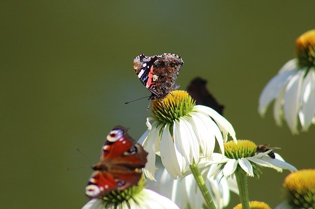 Free download Butterflies Insect Flower -  free photo or picture to be edited with GIMP online image editor