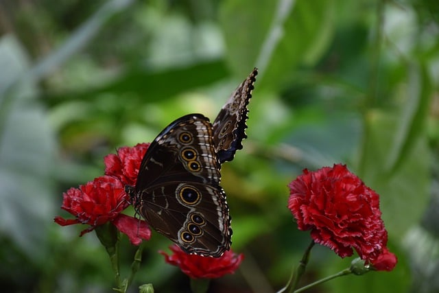 Free download butterflies nectar insects fauna free picture to be edited with GIMP free online image editor