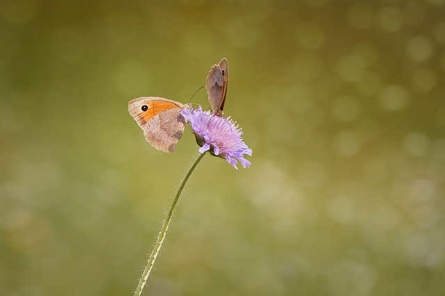 Free download butterflies two big ox eye free picture to be edited with GIMP free online image editor