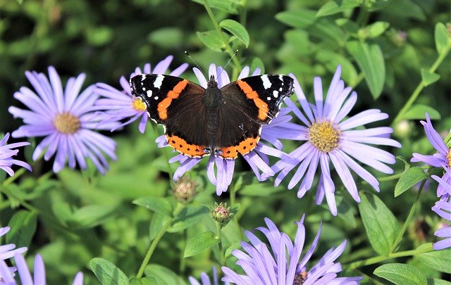 Free download Butterfly Admiral Nymphalidae -  free photo or picture to be edited with GIMP online image editor