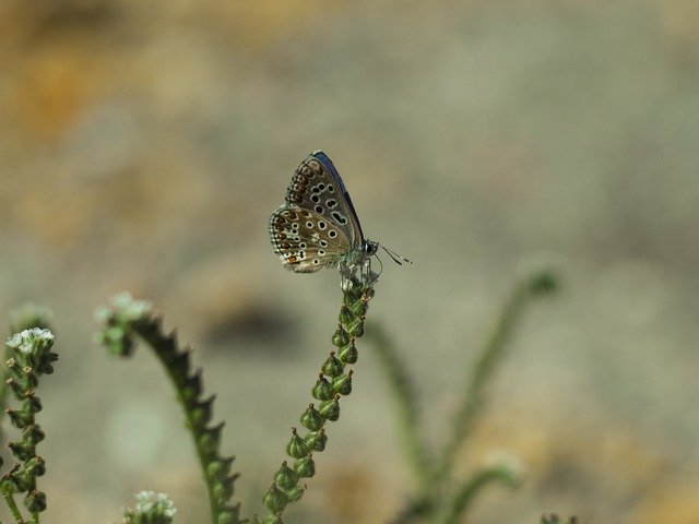 Free download Butterfly Autumn Insects -  free photo or picture to be edited with GIMP online image editor