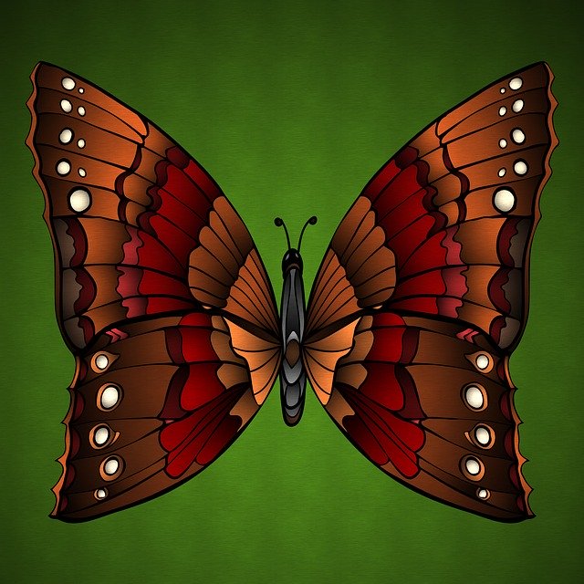 Free download Butterfly Beauty Colorful -  free illustration to be edited with GIMP free online image editor