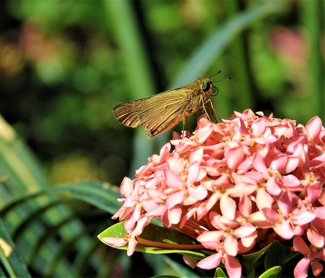 Free download Butterfly Big Eyes Insect -  free photo or picture to be edited with GIMP online image editor