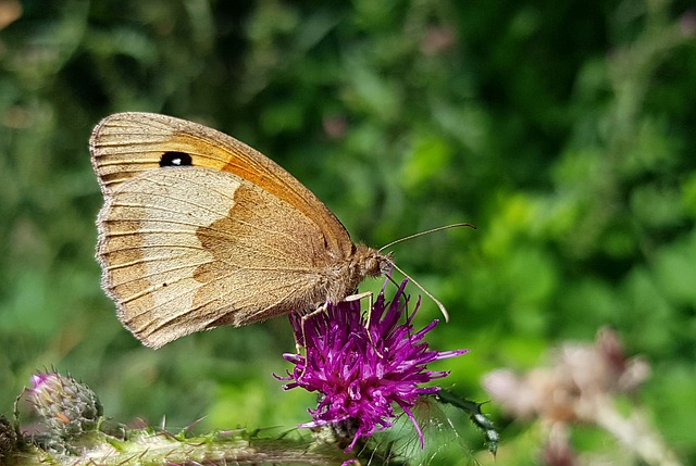 Free download butterfly big ox eye butterflies free picture to be edited with GIMP free online image editor