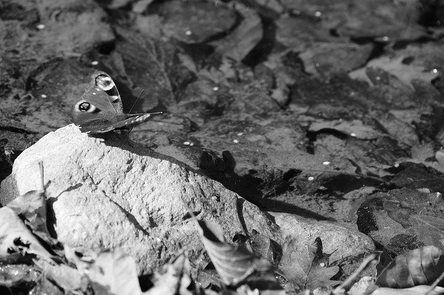 Free download Butterfly Black White Insect -  free photo or picture to be edited with GIMP online image editor