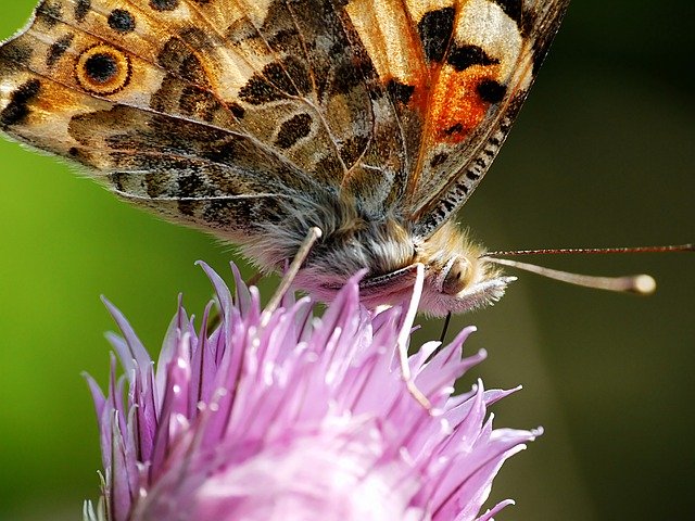 Free download Butterfly Blossom Bloom -  free photo or picture to be edited with GIMP online image editor