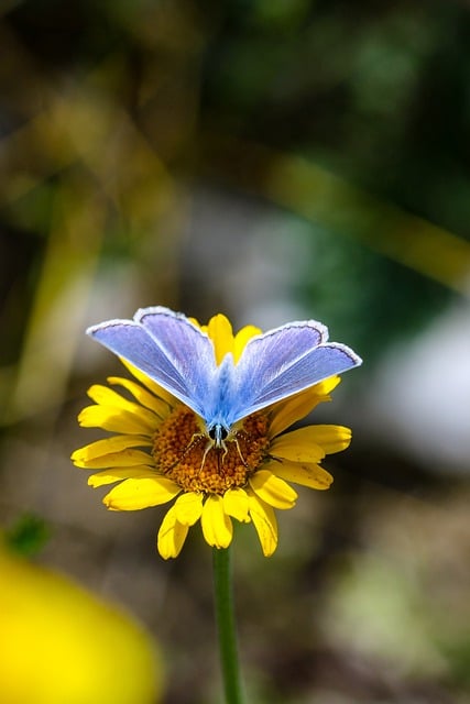 Free download butterfly blossom bloom nature free picture to be edited with GIMP free online image editor