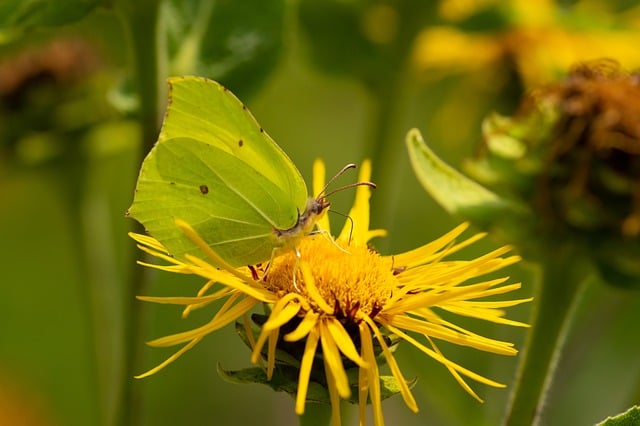 Free download butterfly blossom macro nature free picture to be edited with GIMP free online image editor