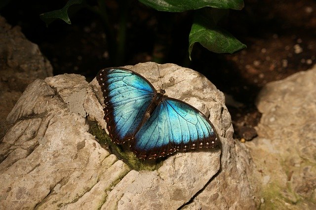 Free download Butterfly Blue Morpho -  free photo or picture to be edited with GIMP online image editor