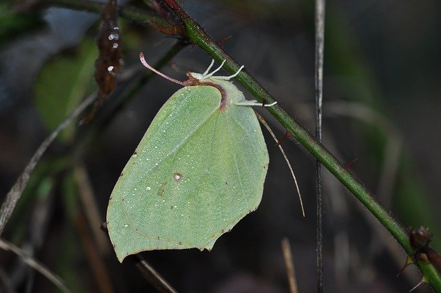 Free download Butterfly Brimstone Winter -  free photo or picture to be edited with GIMP online image editor