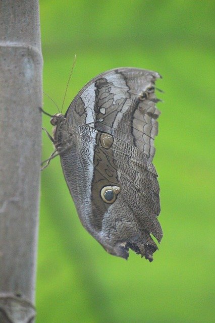 Free download Butterfly Brown Insect free photo template to be edited with GIMP online image editor