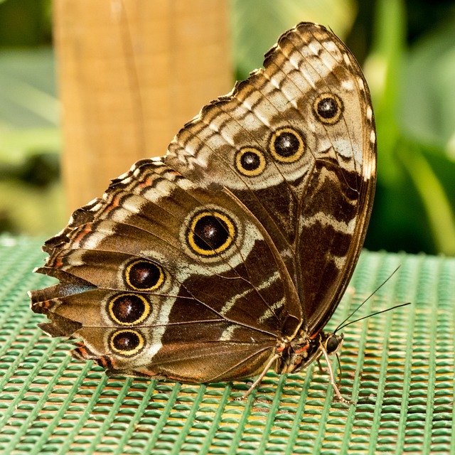 Free download Butterfly Brown Wing -  free photo or picture to be edited with GIMP online image editor