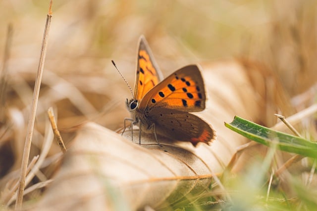 Free download butterfly bug sand eye macro free picture to be edited with GIMP free online image editor