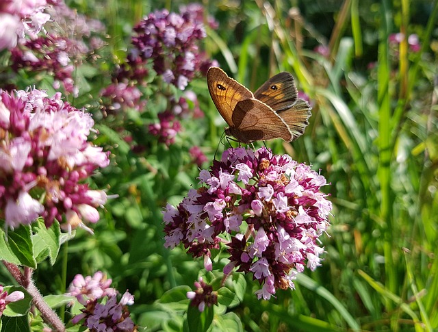 Free download butterfly butterflies big ox eye free picture to be edited with GIMP free online image editor