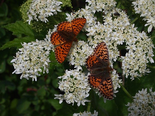 Free download Butterfly Butterflies Fritillary -  free photo or picture to be edited with GIMP online image editor