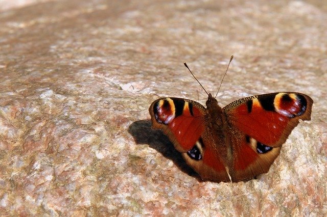 Free download Butterfly Butterflies Peacock -  free photo or picture to be edited with GIMP online image editor