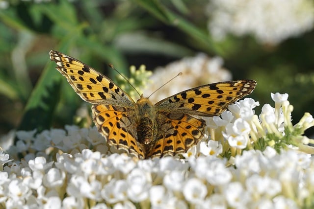 Free download butterfly butterfly bush pollination free picture to be edited with GIMP free online image editor