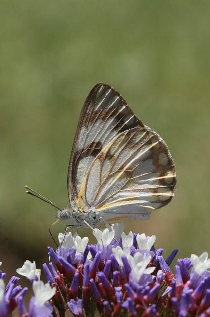 Free download butterfly butterfly migration free picture to be edited with GIMP free online image editor