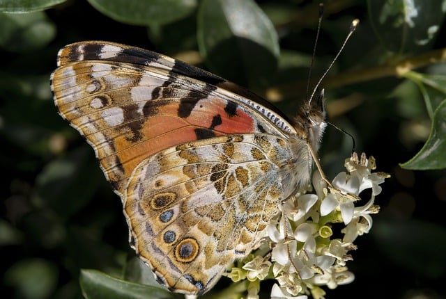 Free download butterfly butterfly on flower insect free picture to be edited with GIMP free online image editor