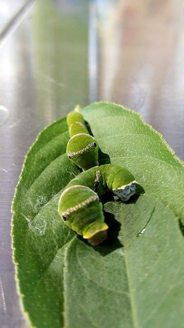 Free download Butterfly Caterpillars Caterpillar -  free photo or picture to be edited with GIMP online image editor